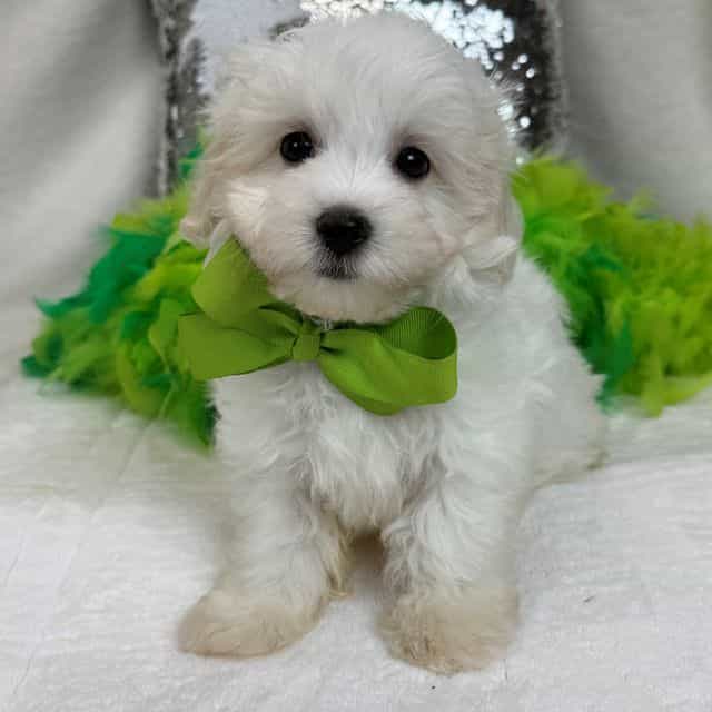 Daisy Green Boy - Maltipoo Male