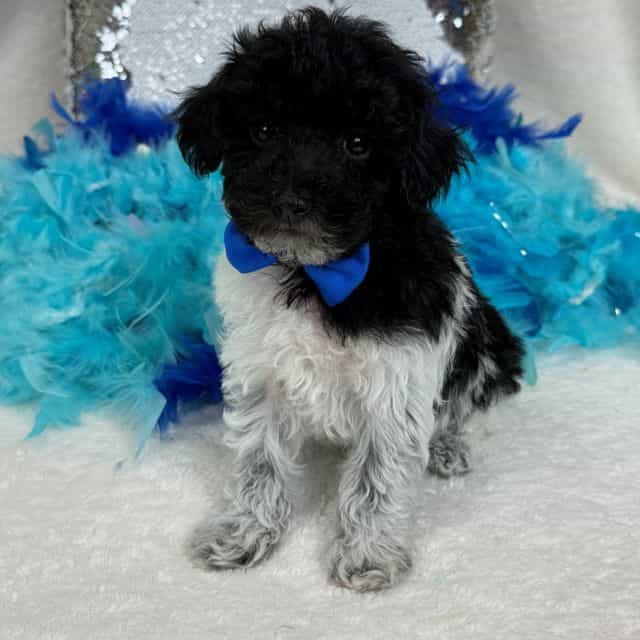 Cici Blue Boy - Toy Poodle Male