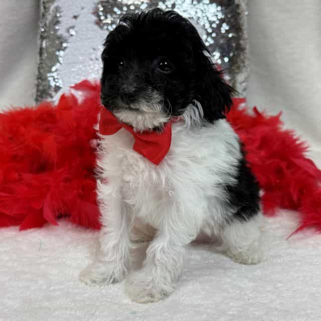 Cici Red Boy - Toy Poodle Male