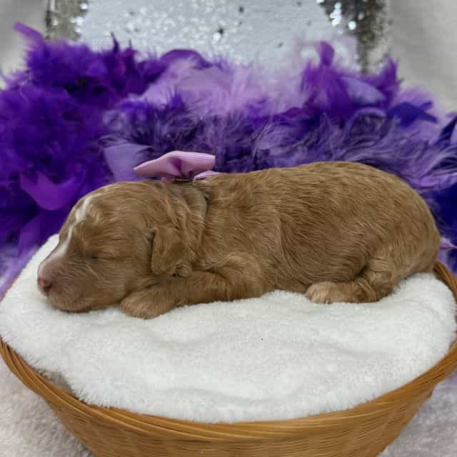 Elsa Purple Gir - Bernedoodle Female