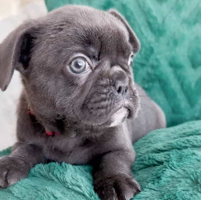 Vixen - French Bulldog Female