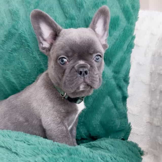 Dasher - French Bulldog Male