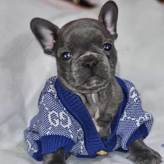 Azure - French Bulldog Male