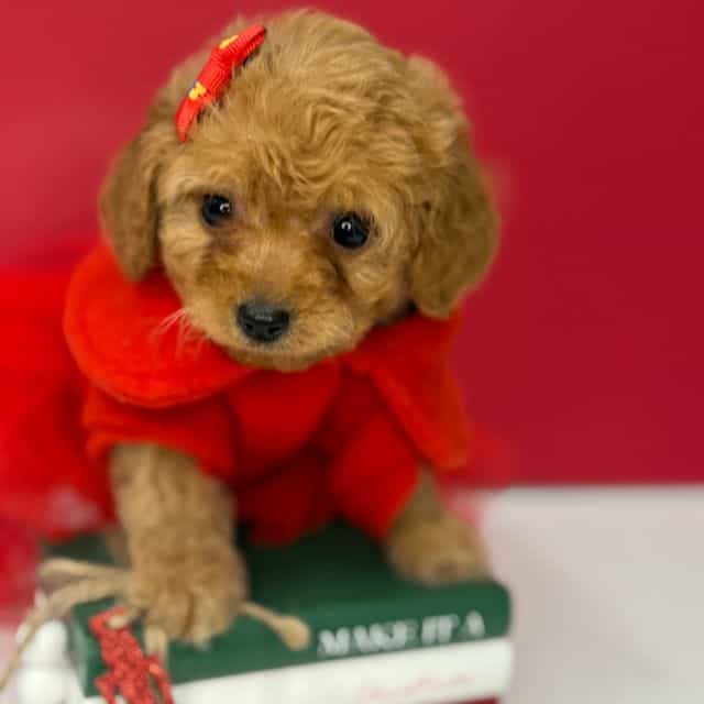 Tia  - Cockapoo Female