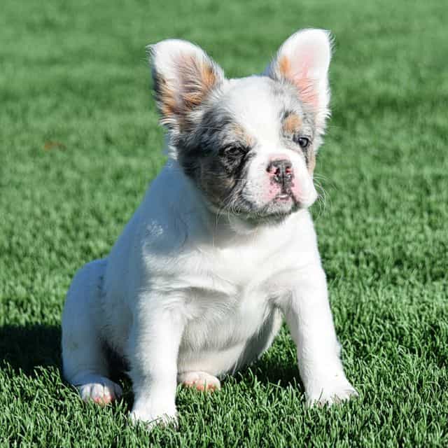 Peachy - French Bulldog Female