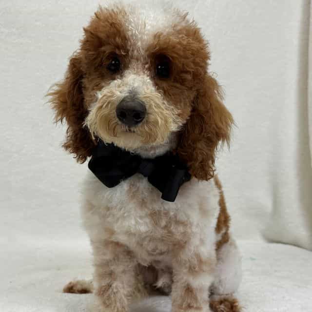 Buster - Bernedoodle Male