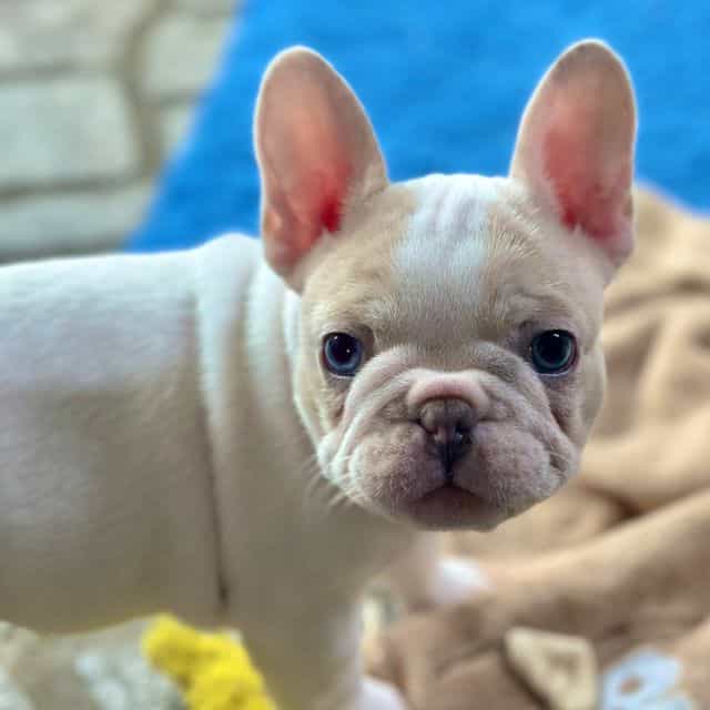 Zip - French Bulldog Male