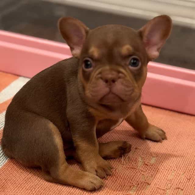 Rosey - French Bulldog Female