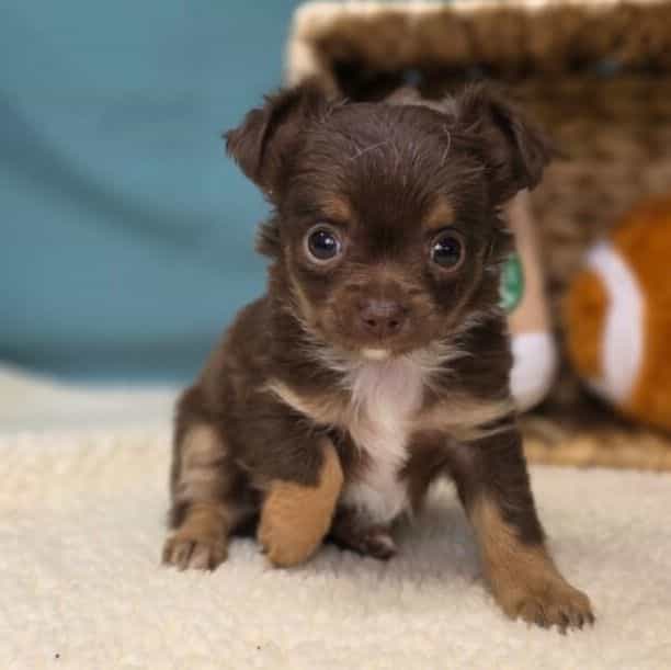 Mia - Chihuahua Female