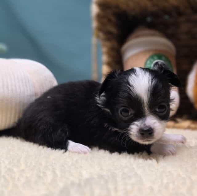 Lani - Chihuahua Female