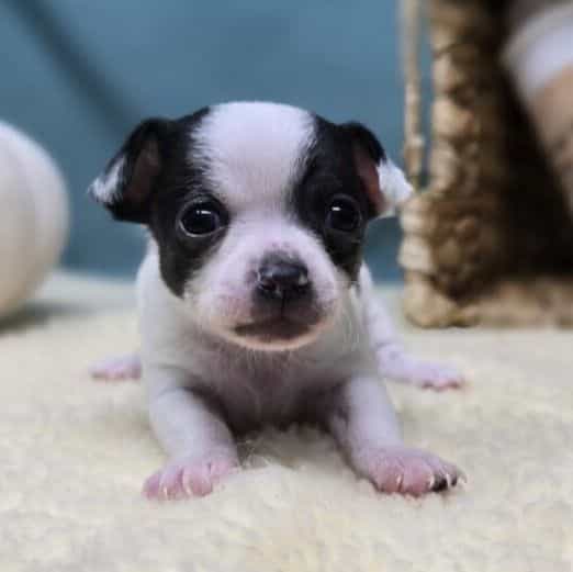 Jack - Chihuahua Male