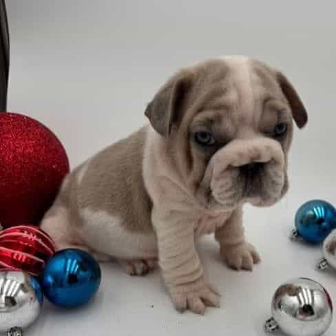 Tank - French Bulldog Male