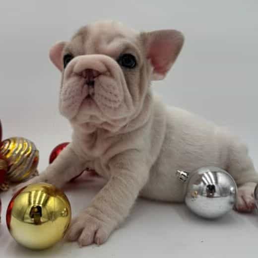 Blossom  - French Bulldog Female