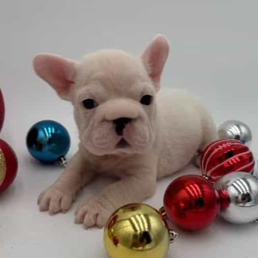 Bunny - French Bulldog Female