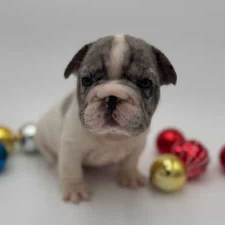 Blossom  - French Bulldog Female