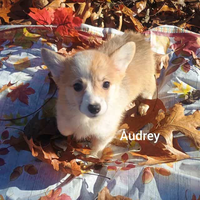 Audrey  - Pembroke Welsh Corgi Female
