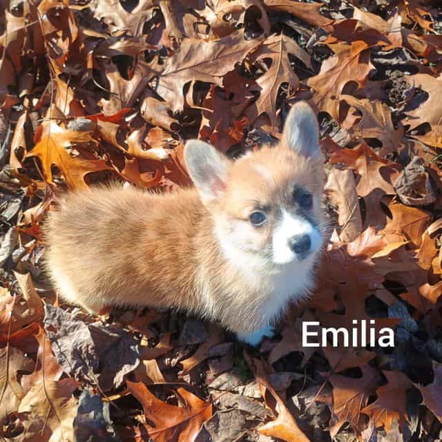 Emilia - Pembroke Welsh Corgi Female