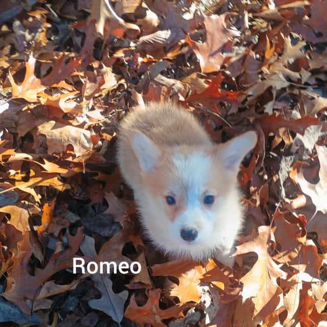 Romeo  - Pembroke Welsh Corgi Male