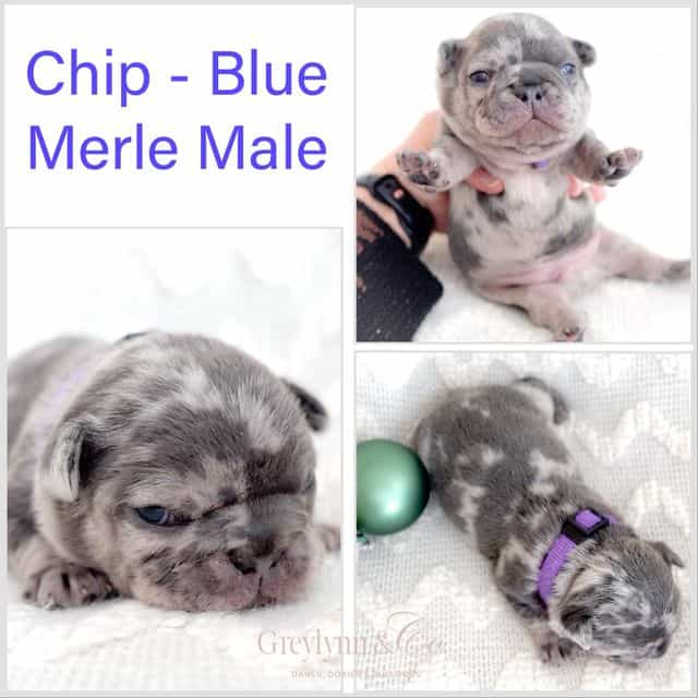 Chip - French Bulldog Male