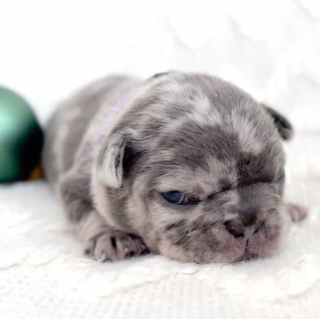 Chip - French Bulldog Male