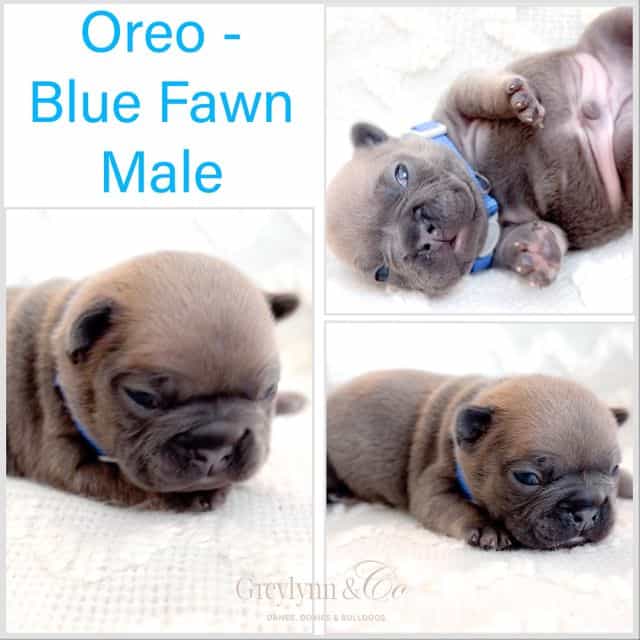 Oreo - French Bulldog Male