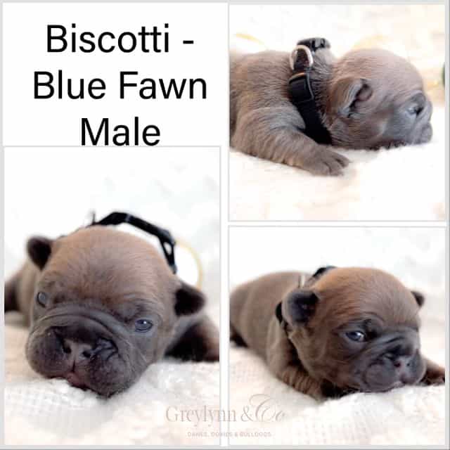 Biscotti - French Bulldog Male