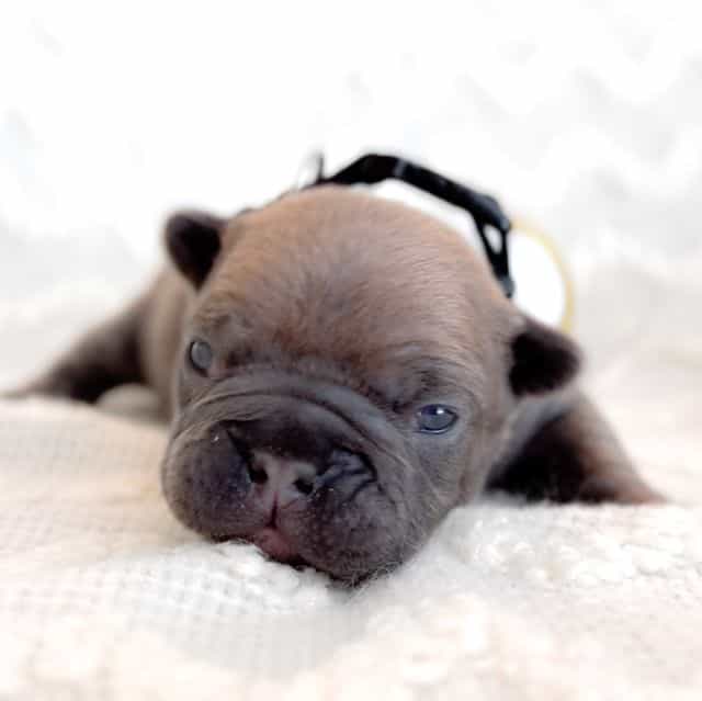 Biscotti - French Bulldog Male