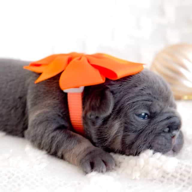 Macaroon - French Bulldog Female