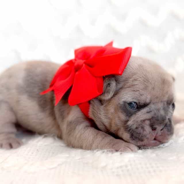 Snickerdoodle  - French Bulldog Female