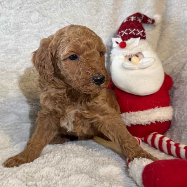 sadie - Goldendoodle Female