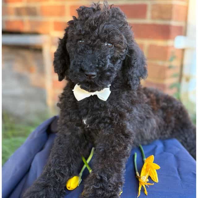 Prince Charming - Standard Poodle Male