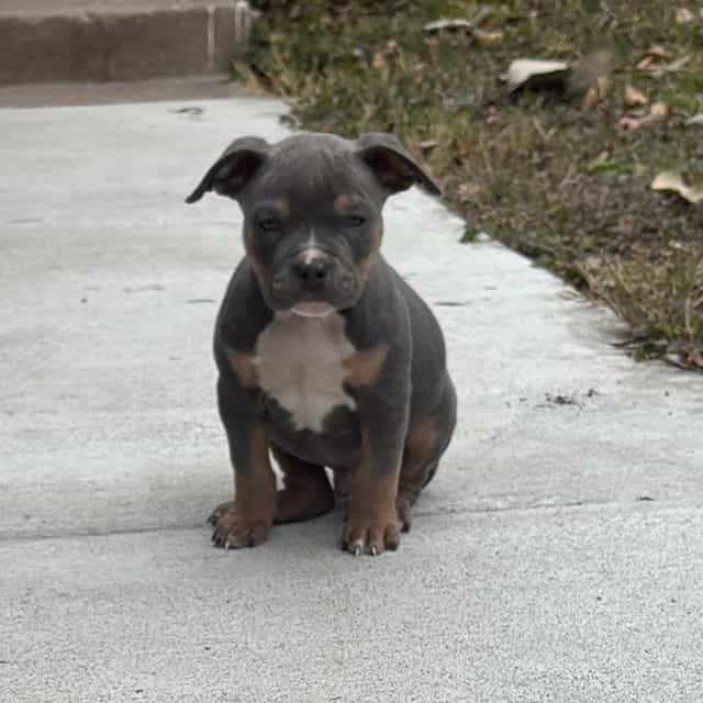 Thor - American Bully Male