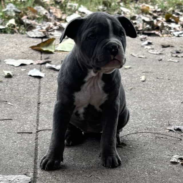 Aqua - American Bully Female
