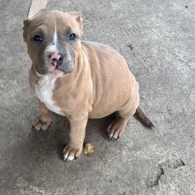 Chanel - American Bully Female