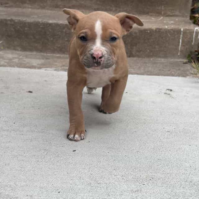 Canelo - American Bully Male