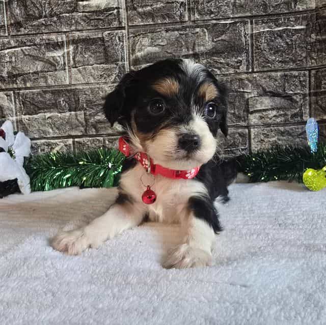 Prince  - Aussalier Male