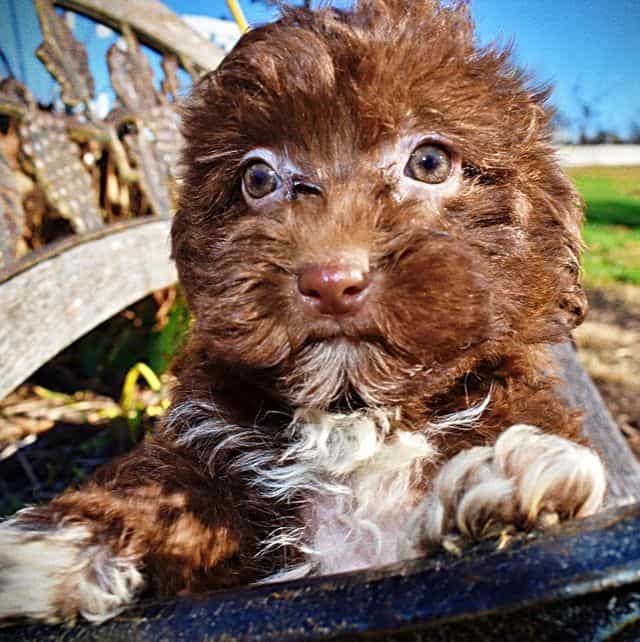 Sassy - Havapoo Female