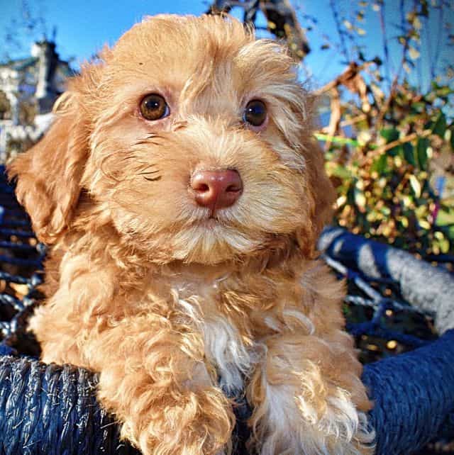 Scout - Havapoo Male