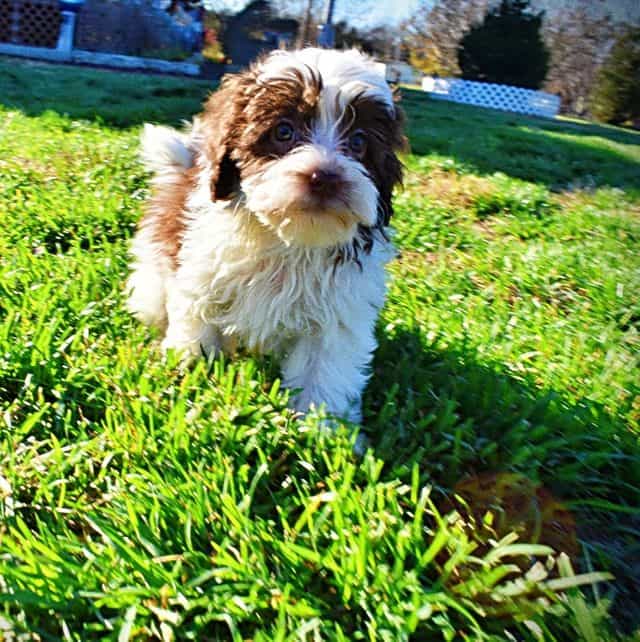 Simon - Havapoo Male