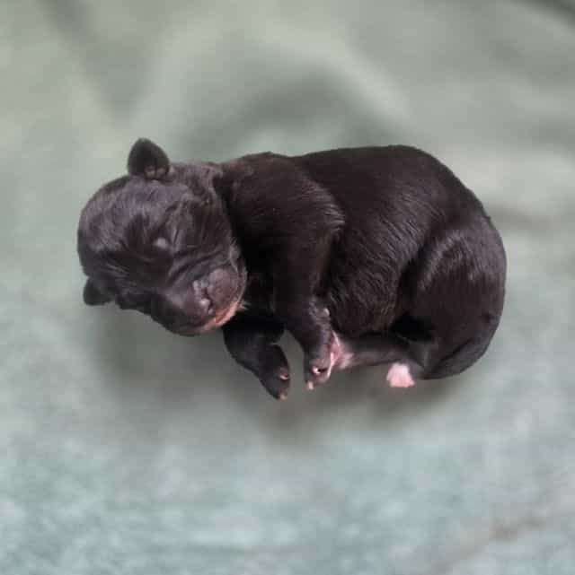 Starlight - Mudi Female