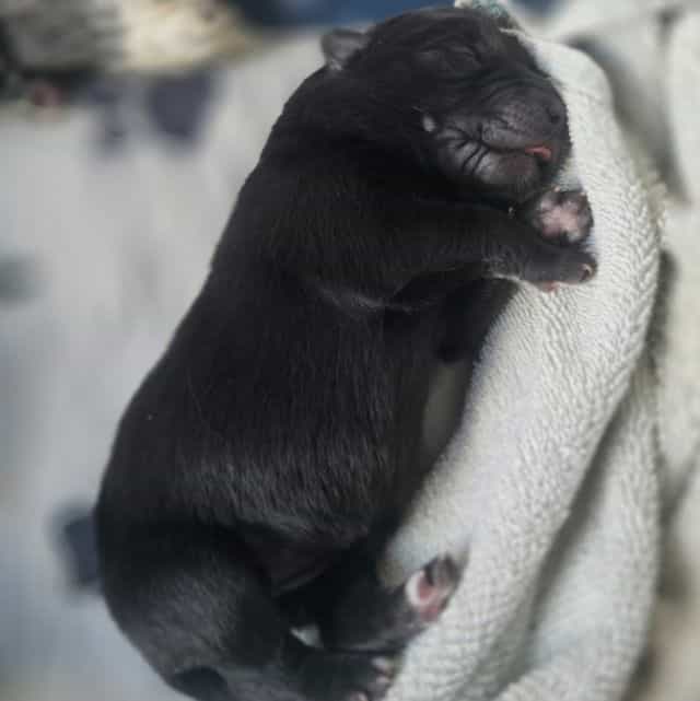 Stardust - Mudi Female