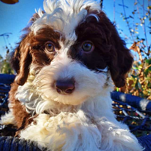 Simba - Havapoo Male