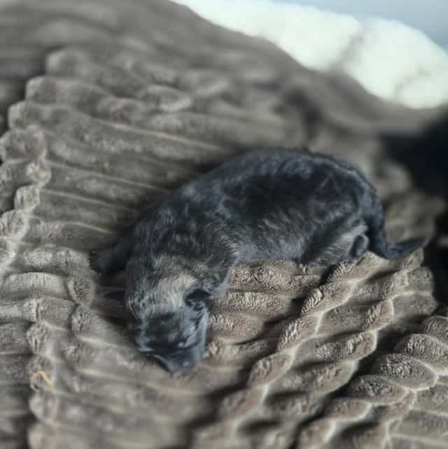 Eclipsa - Mudi Female