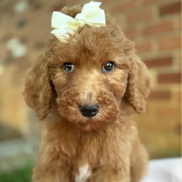 Elsa - Standard Poodle Female