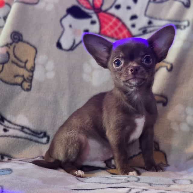 Benny  - Chihuahua Male