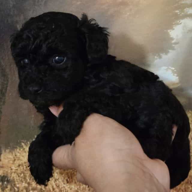 Sally - Toy Poodle Female