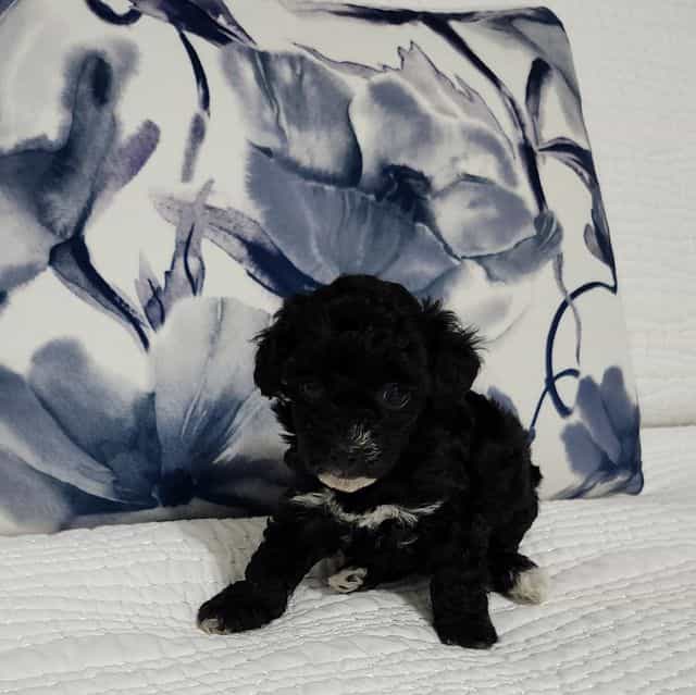 Sasha - Toy Poodle Female