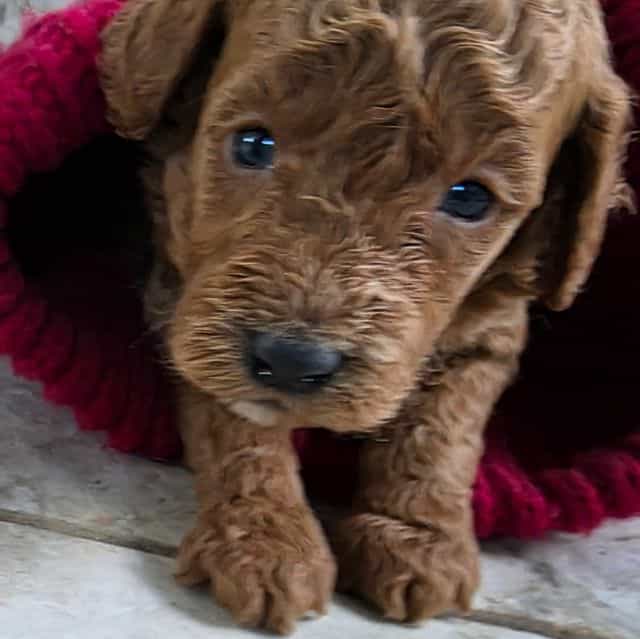F1b Miniature F - Goldendoodle Male