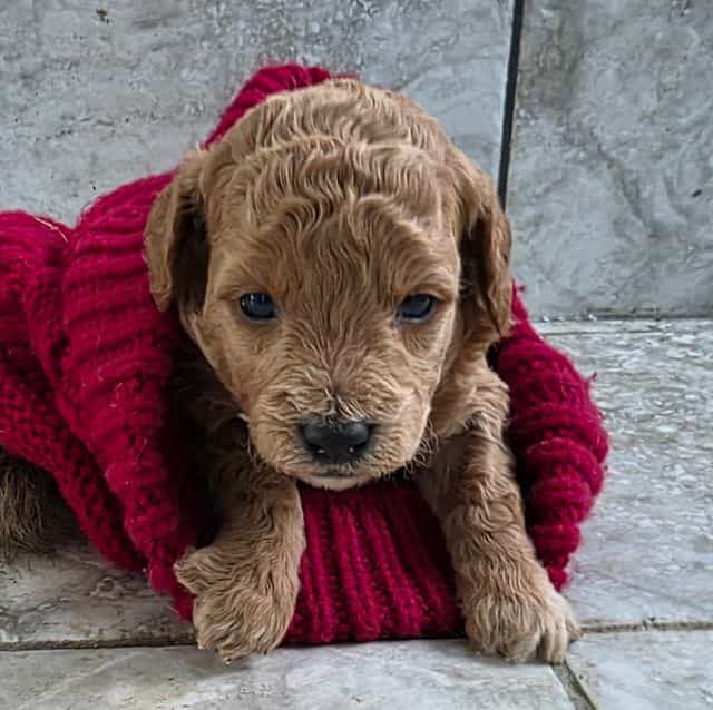 F1b Miniature S - Goldendoodle Female