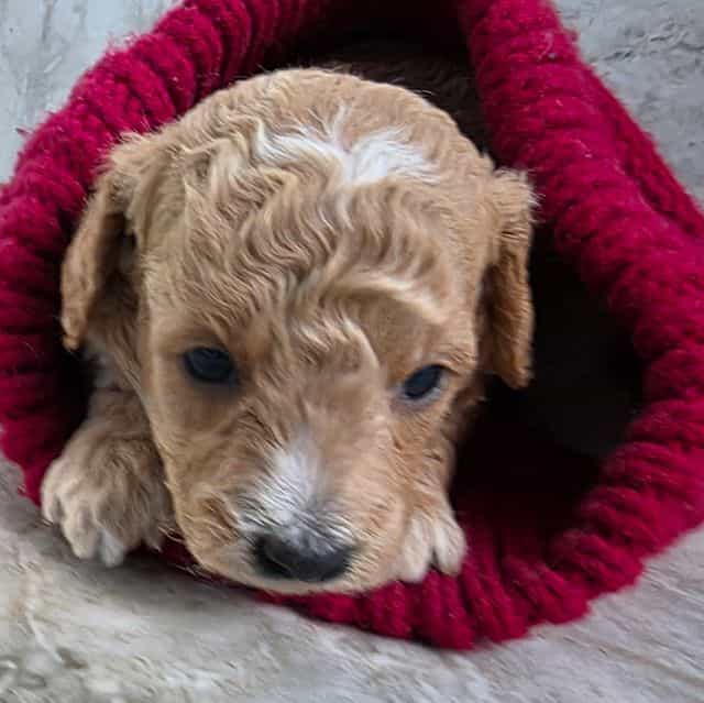 F1b miniature T - Goldendoodle Female